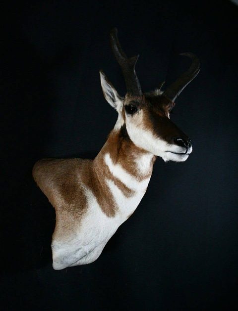 big game taxidermy by Jason's Taxidermy