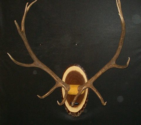 Elk – Antler Mount – antler taxidermy by Jason's Taxidermy