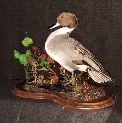 Pintail – Habitat Scene – waterfowl taxidermy by Jason's Taxidermy