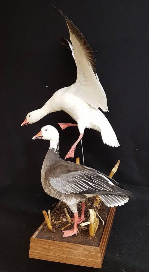 Snow & Blue Geese – Habitat Scene – waterfowl taxidermy by Jason's Taxidermy