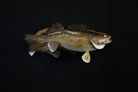 fish taxidermy by Jason's Taxidermy