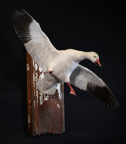 Goose – Landing – waterfowl taxidermy by Jason's Taxidermy