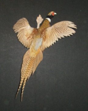 Ring-necked pheasant mount, item #37