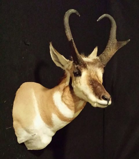 big game taxidermy by Jason's Taxidermy