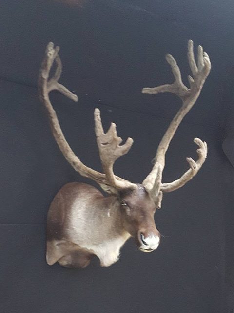 big game taxidermy by Jason's Taxidermy