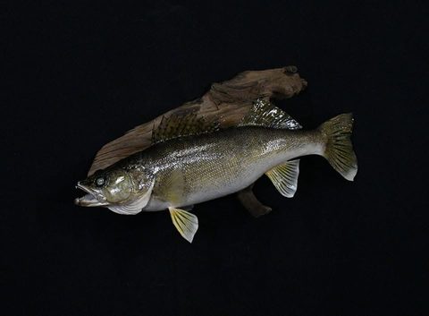 fish taxidermy by Jason's Taxidermy