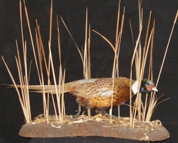 Ring-necked pheasant mount, item #17