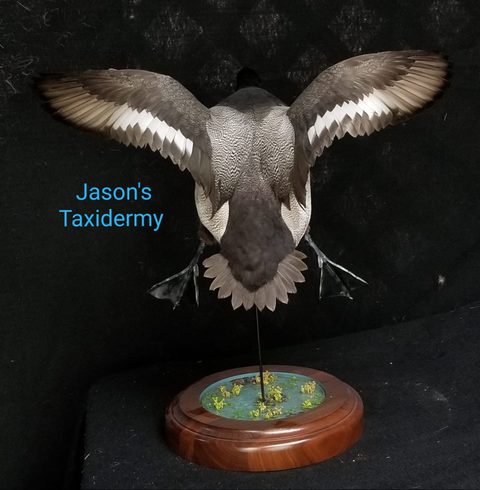 Duck – Landing – waterfowl taxidermy by Jason's Taxidermy