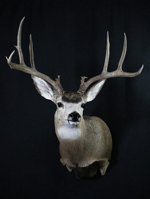 whitetail deer taxidermy by Jason's Taxidermy