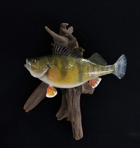 fish taxidermy by Jason's Taxidermy