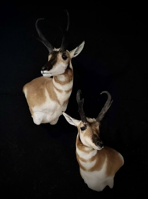 big game taxidermy by Jason's Taxidermy