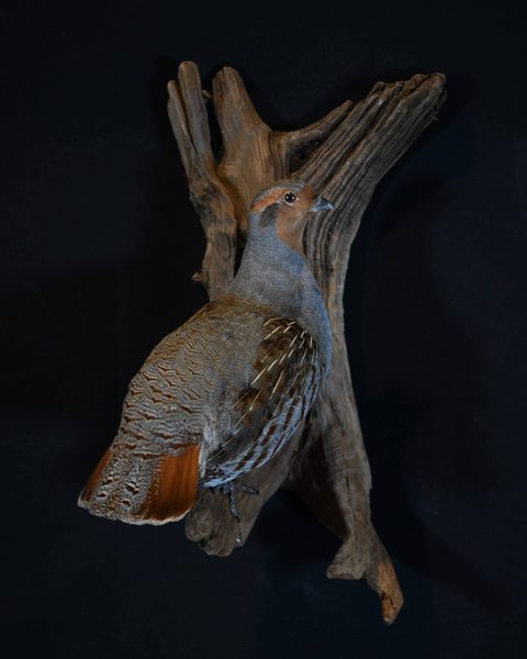 upland game bird taxidermy by Jason's Taxidermy
