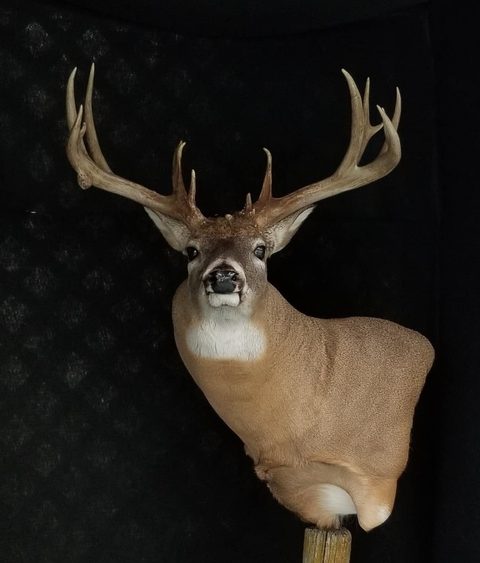 whitetail deer taxidermy by Jason's Taxidermy