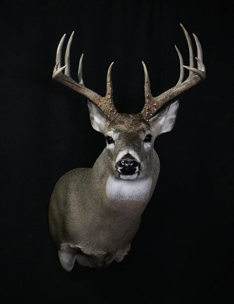 whitetail deer taxidermy by Jason's Taxidermy
