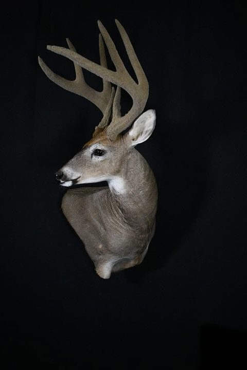 whitetail deer taxidermy by Jason's Taxidermy