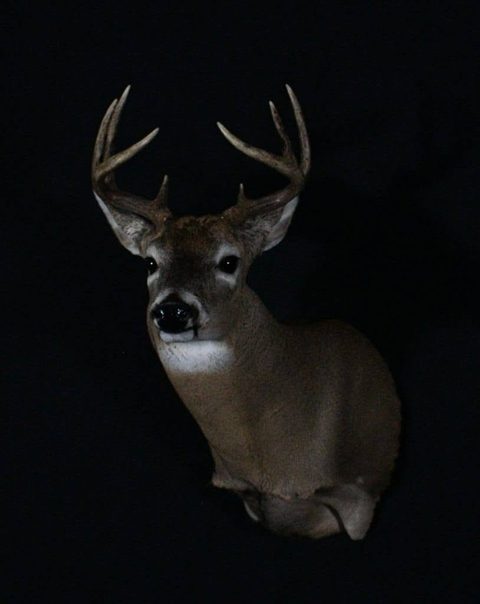 whitetail deer taxidermy by Jason's Taxidermy