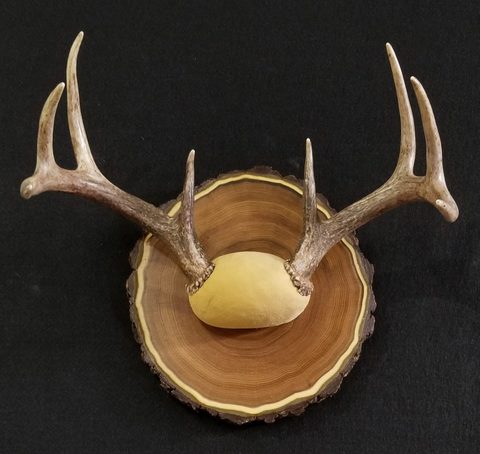 Whitetail – Antler Mount – antler taxidermy by Jason's Taxidermy