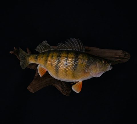 fish taxidermy by Jason's Taxidermy