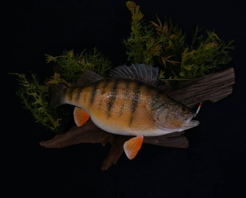 fish taxidermy by Jason's Taxidermy