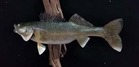 fish taxidermy by Jason's Taxidermy