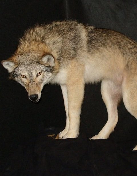 furbearer taxidermy by Jason's Taxidermy