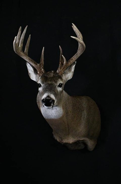 whitetail deer taxidermy by Jason's Taxidermy