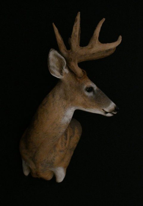 whitetail deer taxidermy by Jason's Taxidermy