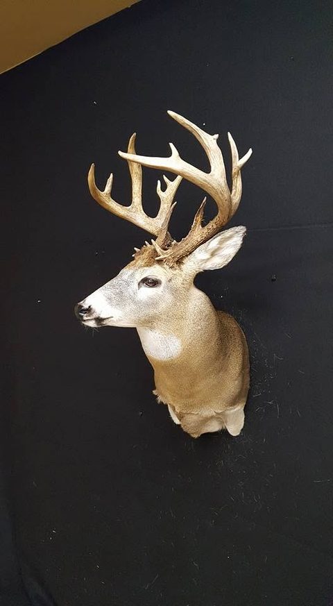 whitetail deer taxidermy by Jason's Taxidermy