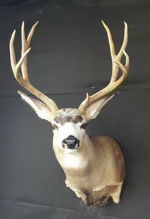 whitetail deer taxidermy by Jason's Taxidermy