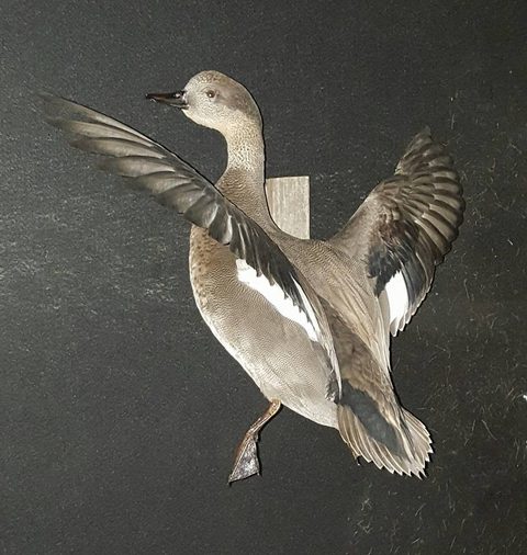 Duck – Standing – waterfowl taxidermy by Jason's Taxidermy