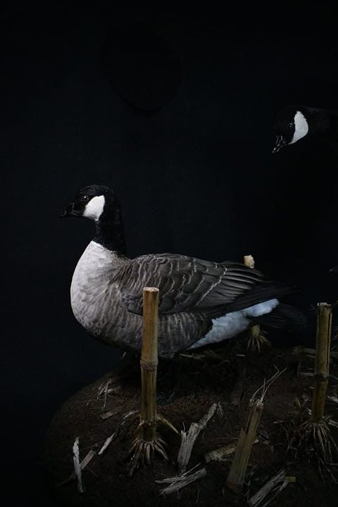 Canada Goose – Habitat Scene – waterfowl taxidermy by Jason's Taxidermy