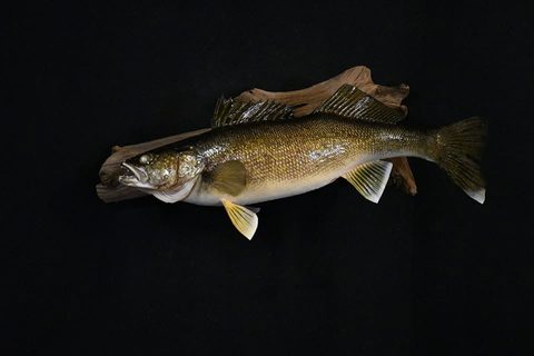 fish taxidermy by Jason's Taxidermy