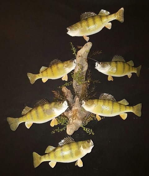 fish taxidermy by Jason's Taxidermy