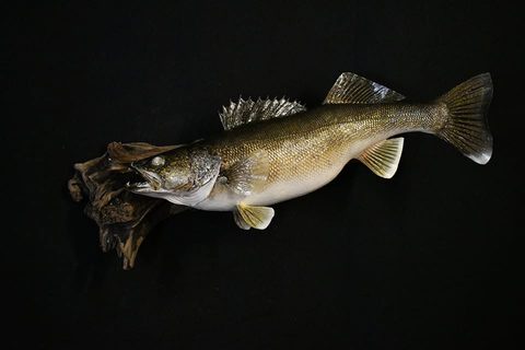 fish taxidermy by Jason's Taxidermy