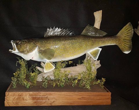 fish taxidermy by Jason's Taxidermy