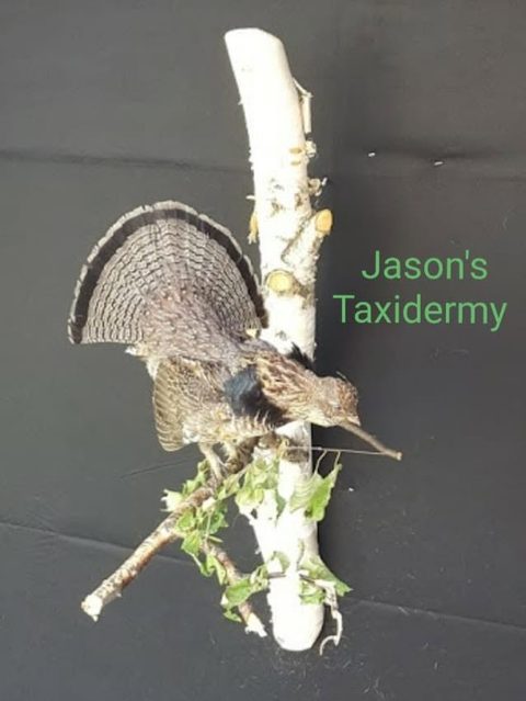 upland game bird taxidermy by Jason's Taxidermy