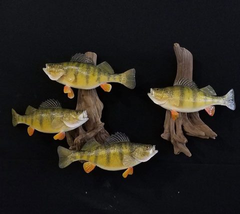 fish taxidermy by Jason's Taxidermy