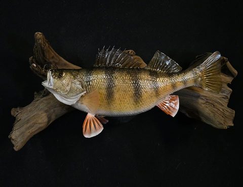 fish taxidermy by Jason's Taxidermy