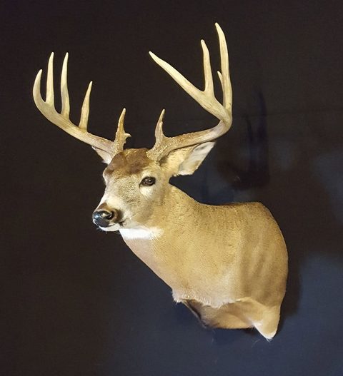 whitetail deer taxidermy by Jason's Taxidermy