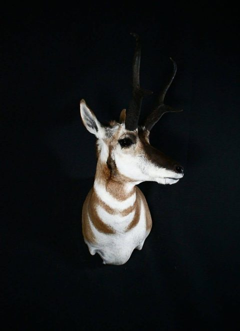 big game taxidermy by Jason's Taxidermy
