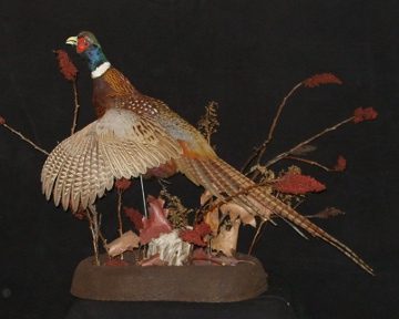 Ring-necked pheasant mount, item #18