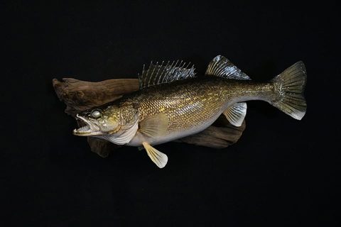 fish taxidermy by Jason's Taxidermy