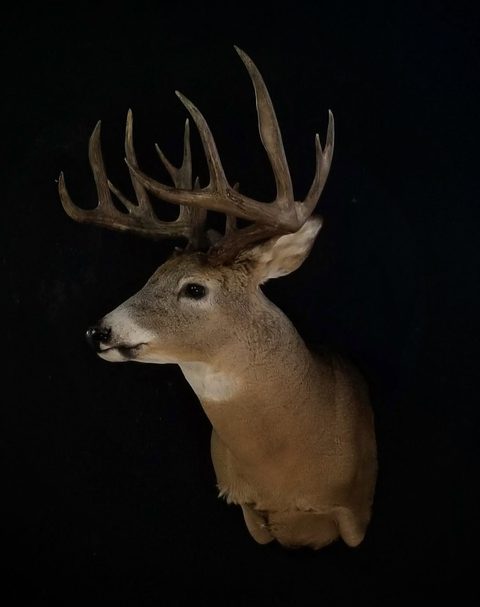 whitetail deer taxidermy by Jason's Taxidermy