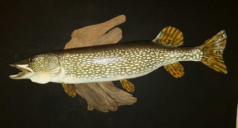 fish taxidermy by Jason's Taxidermy