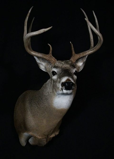 whitetail deer taxidermy by Jason's Taxidermy