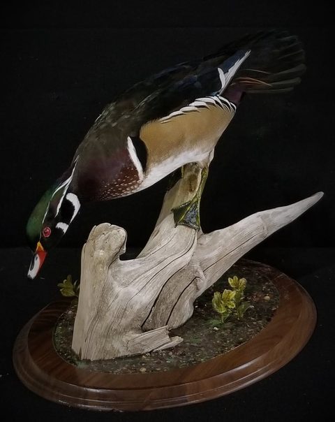 Wood Ducks – waterfowl taxidermy by Jason's Taxidermy