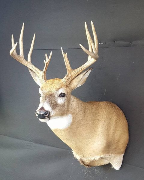 whitetail deer taxidermy by Jason's Taxidermy
