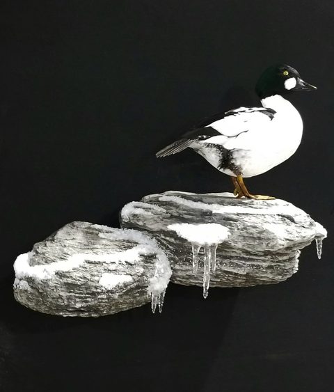 Goldeneye – Standing – waterfowl taxidermy by Jason's Taxidermy