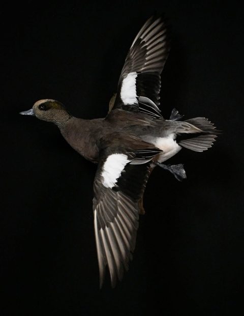 Wigeon – Flying – waterfowl taxidermy by Jason's Taxidermy