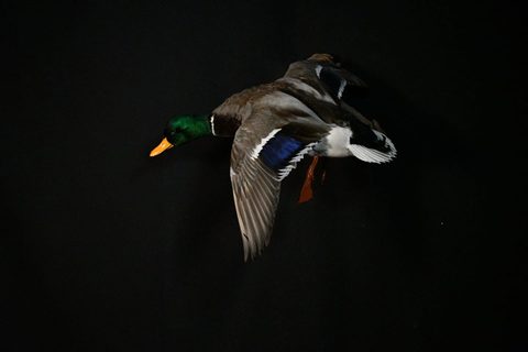 Mallard – Flying – waterfowl taxidermy by Jason's Taxidermy